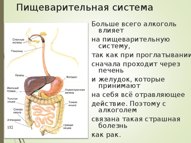 Как алкоголь повреждает ЖКТ